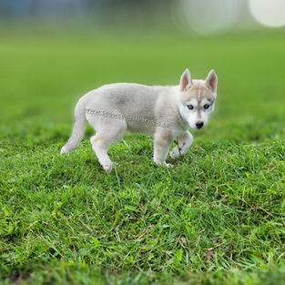 grey husky puppy on a morning walk