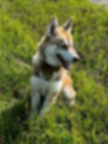 Brown and white Snowsong Husky with a red collar sitting in lush green grass, panting happily under the sun.