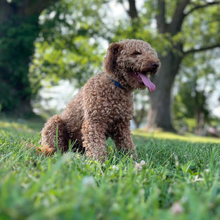 mini poodle stud dog