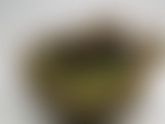 The Resurrection of an Illusion: The Rose of Jericho