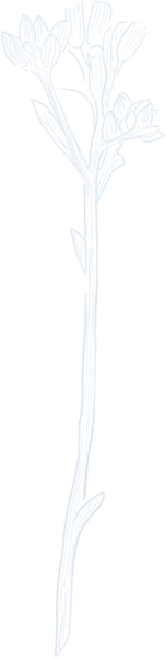 flower2.png