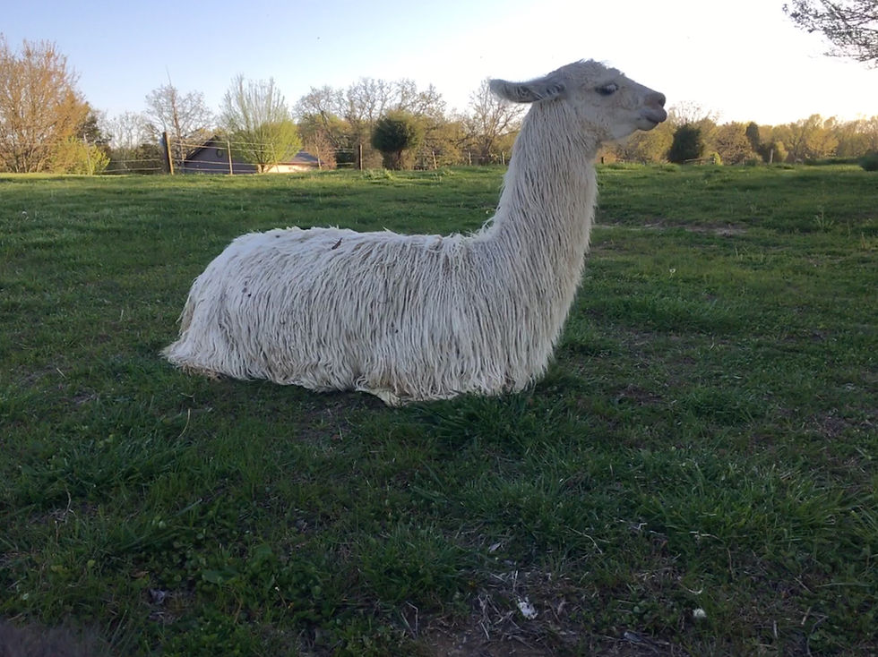 Dolly enjoying the spring weather and grass.