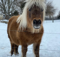 Farm animals mini horse in snow