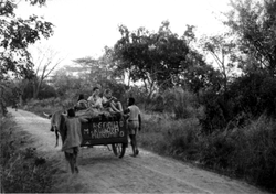 Scotch Cart02_Chibuwe