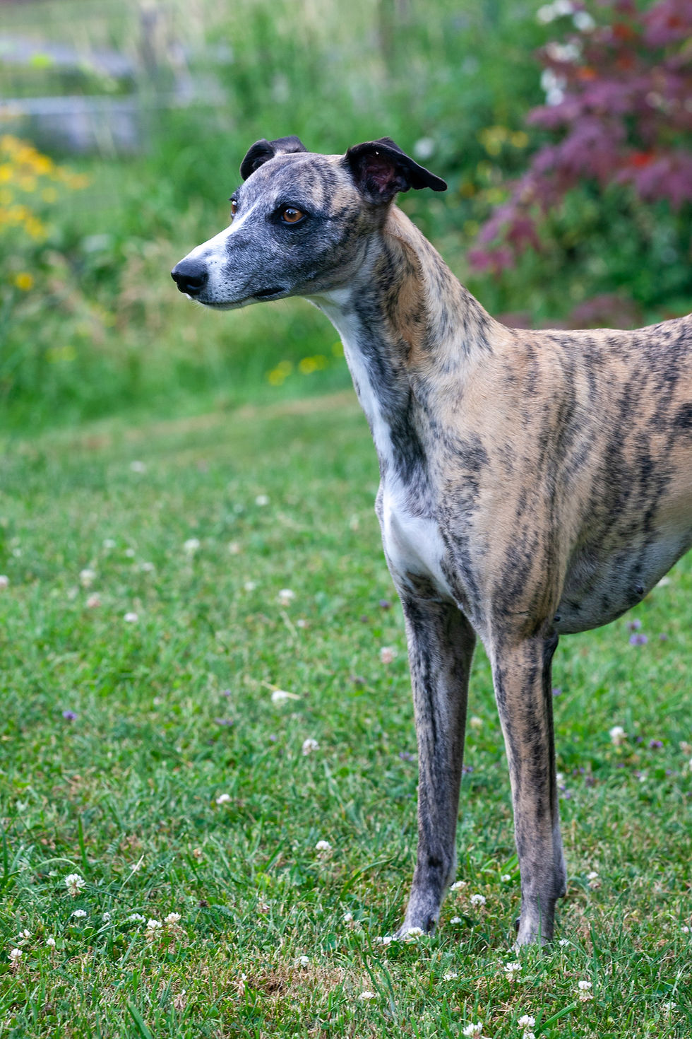 Whippet, Bria, Of Glacier Grace Kennel