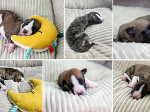 Die ersten sieben Tage: Wie unsere Whippet-Welpen ins Leben starten