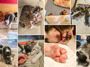 Jetzt wird's wild: Unsere Whippet-Welpen in Woche 3