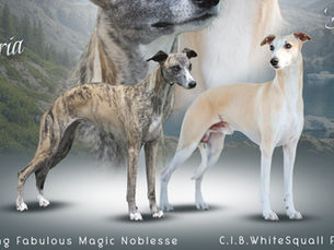 Whippet, Windhund, Zucht, Kennel, OfGlacierGraceKennel