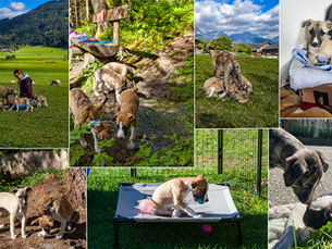 Woche 8: Von Pferdeäpfeln, Welpen-Party und großen Weltentdeckern 🐾