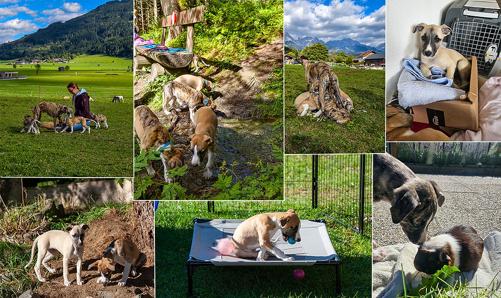Woche 8: Von Pferdeäpfeln, Welpen-Party und großen Weltentdeckern 🐾