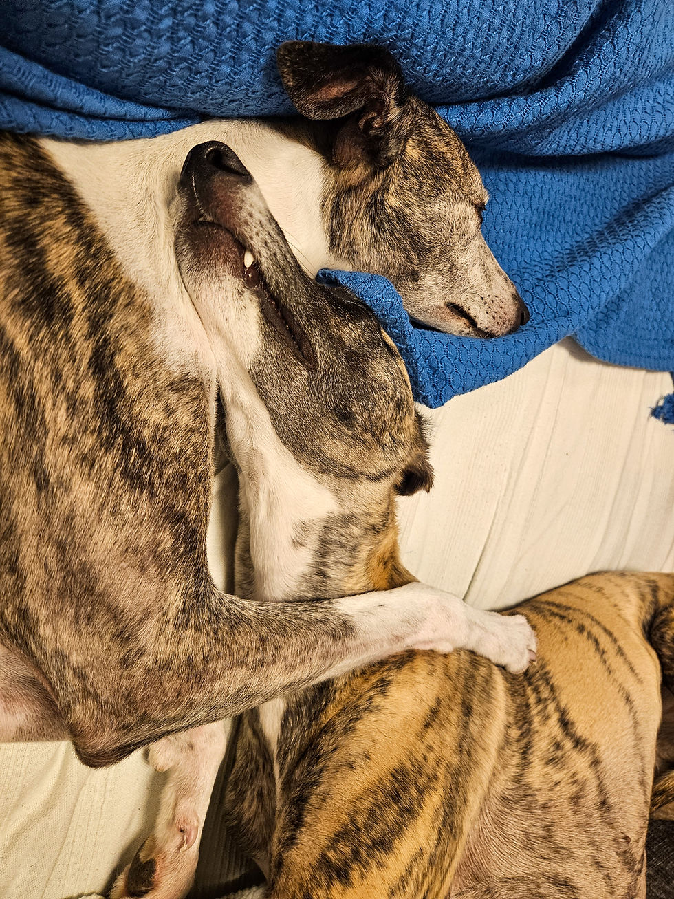 Zwei gestromte Whippets kuscheln unter einer blauen Decke beim Whippet Züchter Österreich.