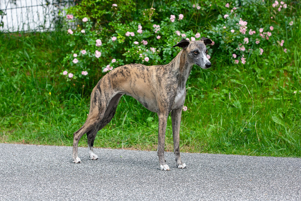 Whippet, Bria, Of Glacier Grace Kennel
