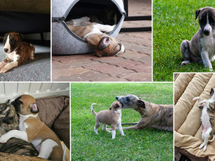Woche 4: Sanfte Kuschler vs. kleine Krokodile 🐾