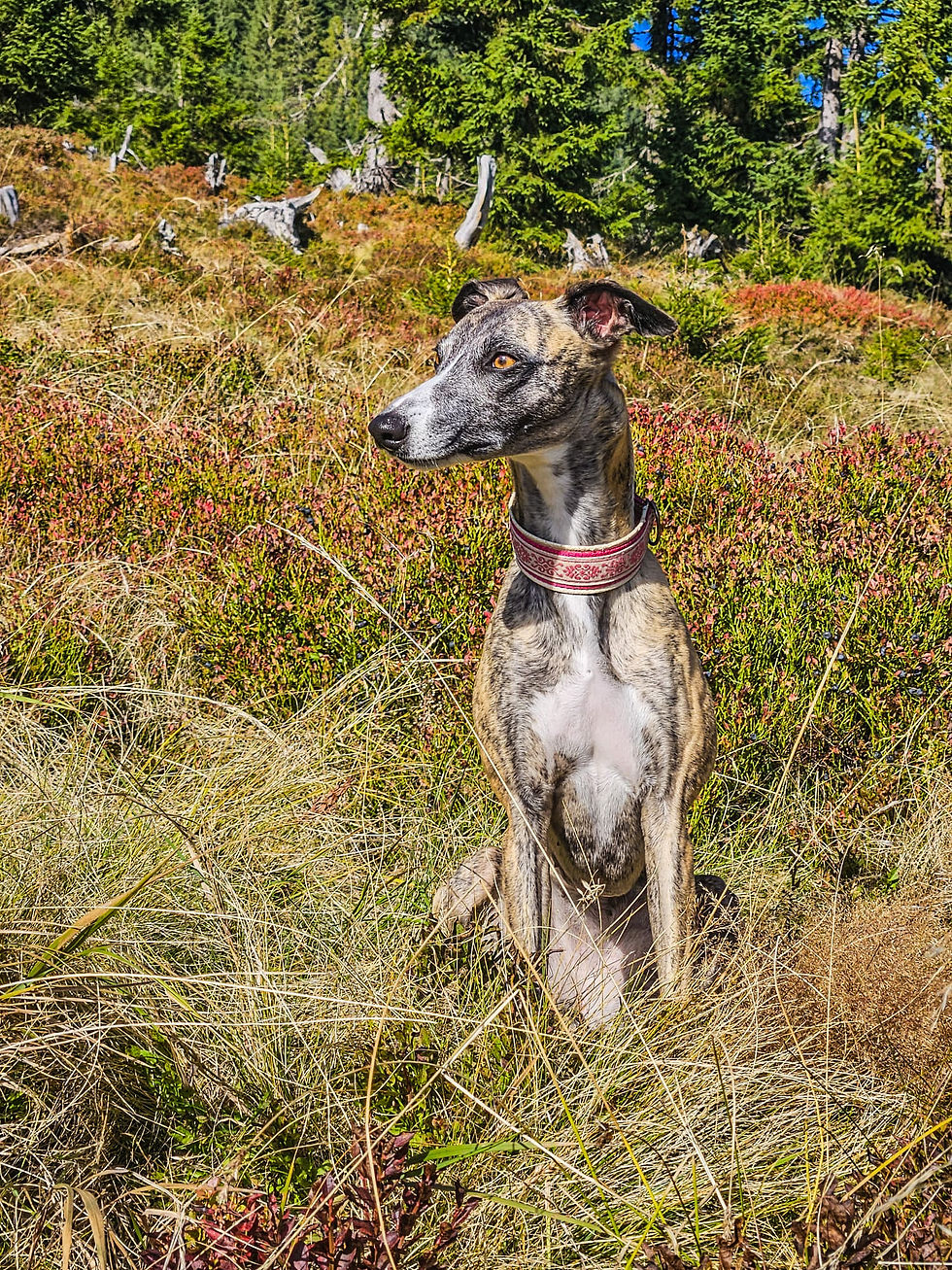 Bria beim Wandern