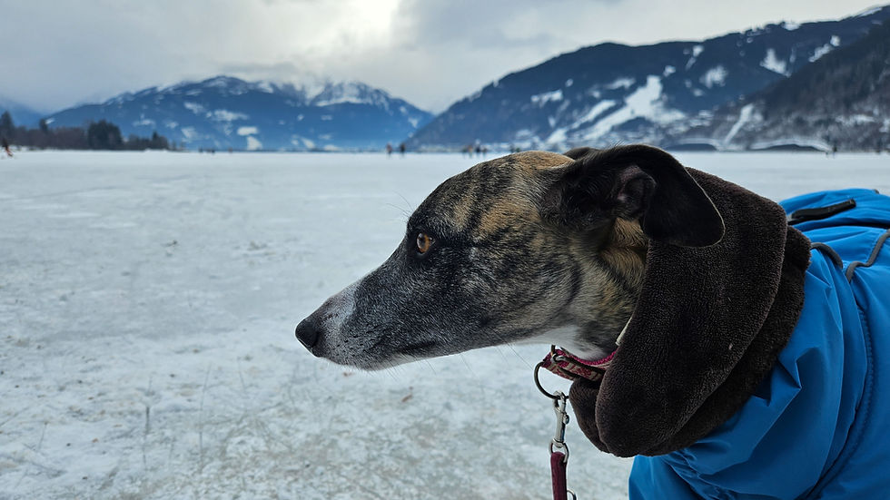 Whippet in Winterlandschaft bei einem Züchter in Österreich