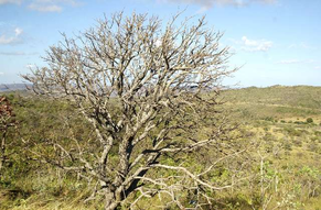 Importância do Cerrado pauta debate da Comissão de Meio Ambiente.