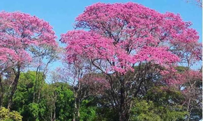 Qualidade de vida: os benefícios das árvores para o meio ambiente e a saúde
