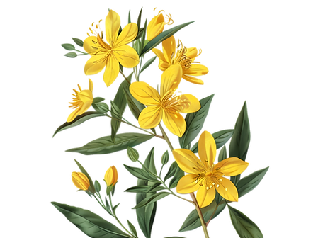 St John's Wort 1.png