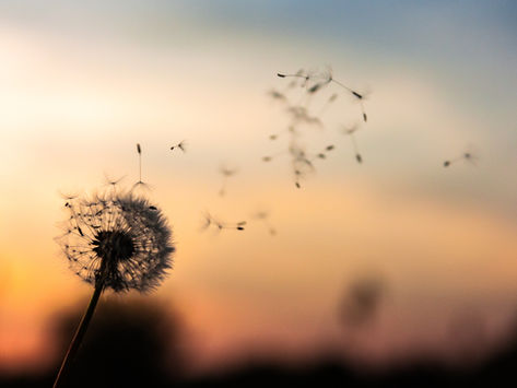 Why we chose (to) 'Make a Wish'?