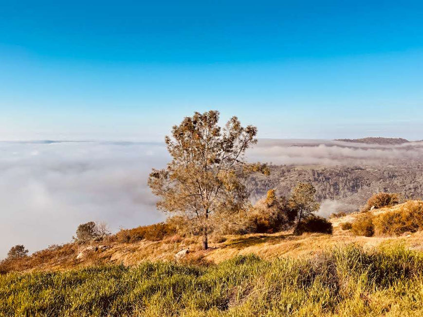 Hillside with trees overlooking a sea of clouds