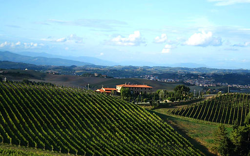 Scenic Vineyard View