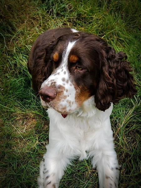 Springerville Animal About | Timbervalespringers.com | Washington