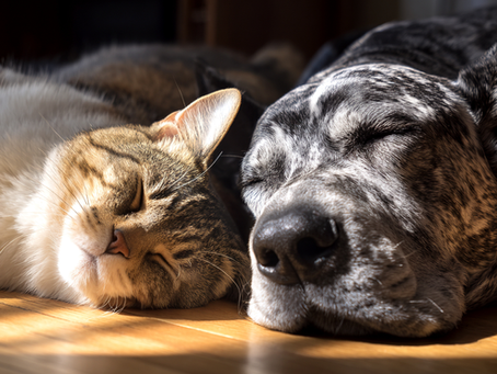 An Open Letter to Veterinary Businesses: Pet Owners Deserve Price Transparency