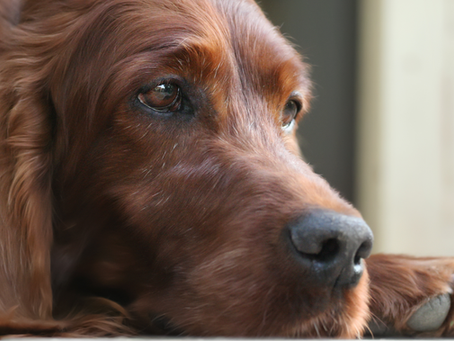 Understanding the Emotional and Financial Impact of Saying Goodbye to Your Beloved Dog: A Guide to Euthanasia Cost for Dogs