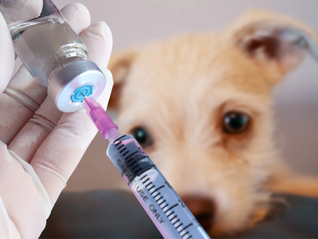 How Much Do Dog Vaccines Cost in 2026?
