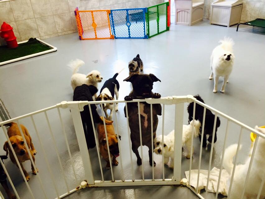 Oh My Dog Grooming Spa Small Dog Daycare