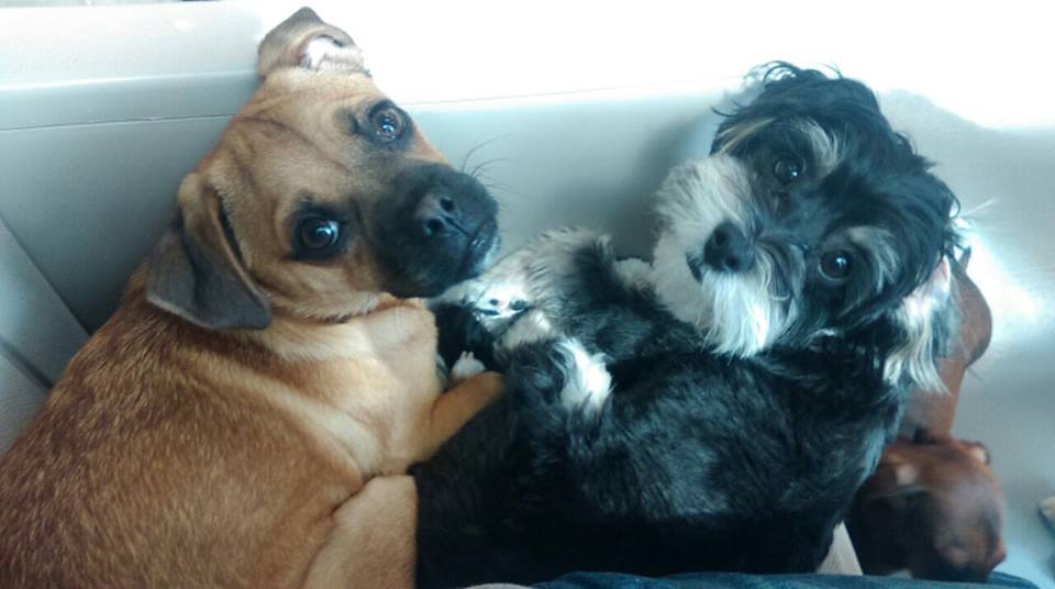 Oh My Dog Grooming Spa Small Dog Daycare