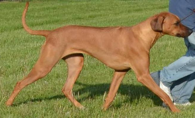 breeding rhodesian ridgebacks