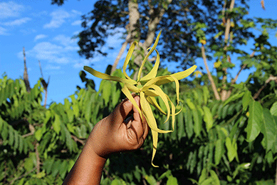 ylang-grade-one_37.gif