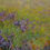 Thumbnail: MEADOW BREEZE