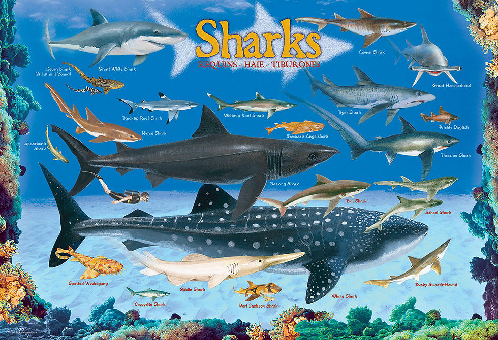 Thumbnail: Sharks