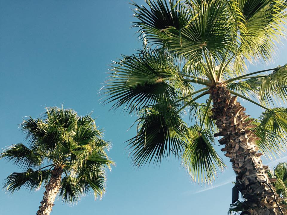 Sunshine and palm trees in San Diego