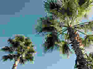 Sunshine and palm trees in San Diego