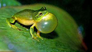 Vocal Health: An Introduction