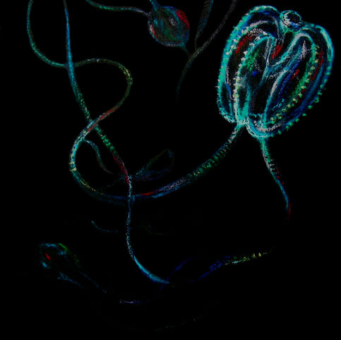sea gooseberry1