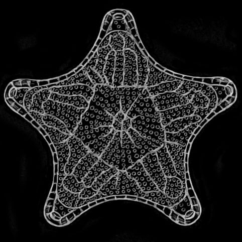 diatom6