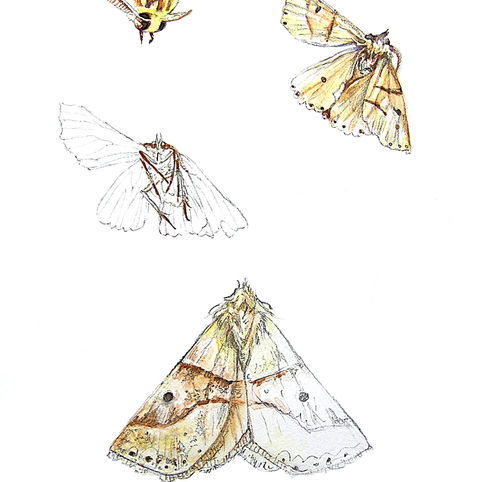 #18. Scalloped Oak