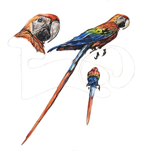macaw