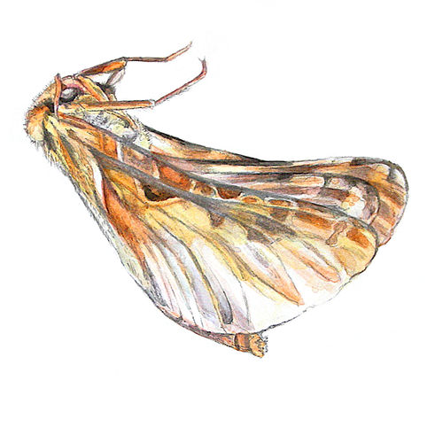 #31. OSwift1