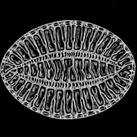 diatom9