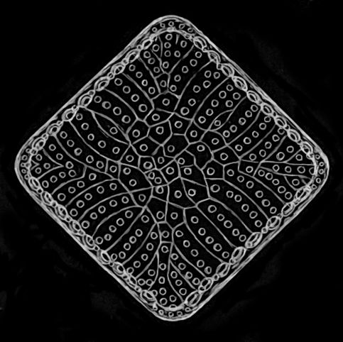 diatom7