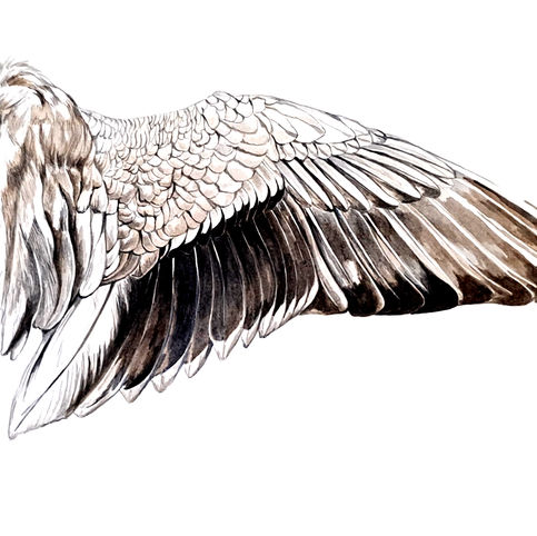 wing