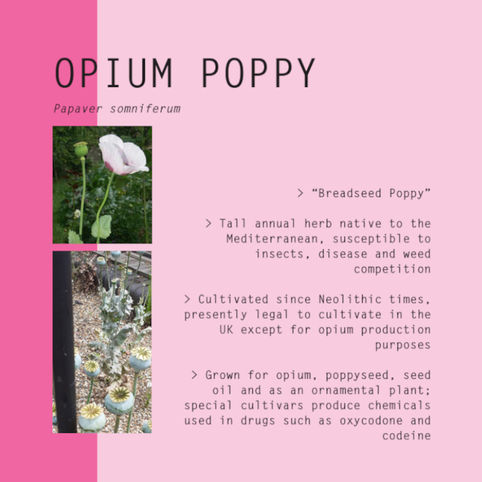 opium poppy