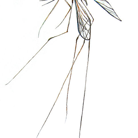 #6. Cranefly