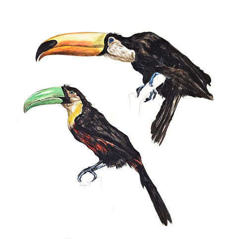 toucans