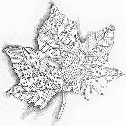 maple timber